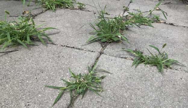 Weeds growing between bricks