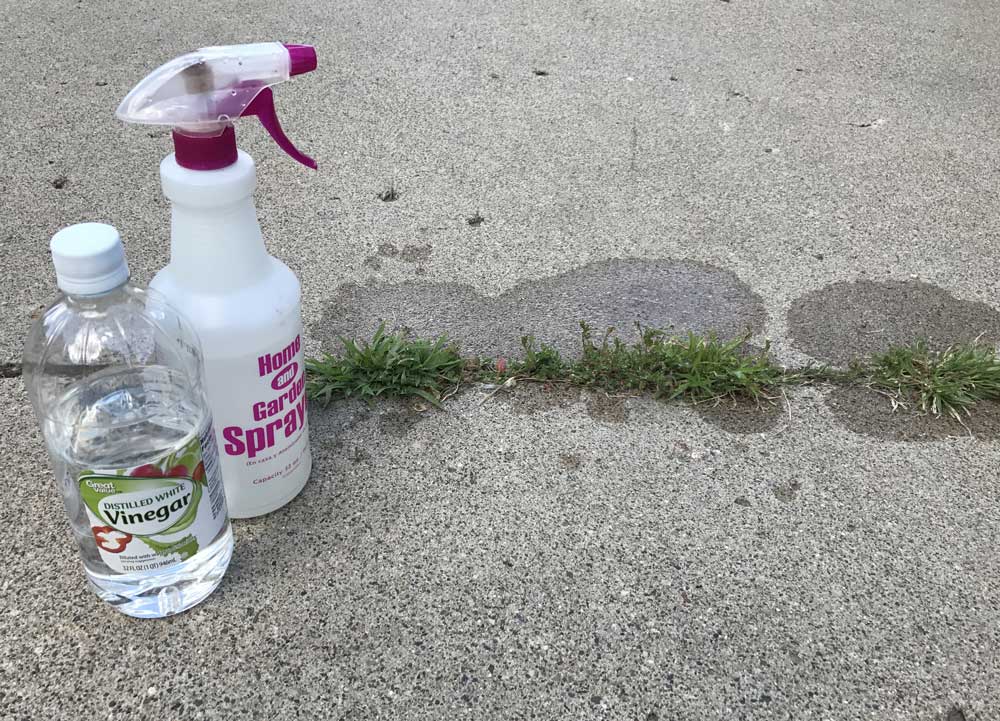 Vinegar being prepared to be sprayed on weeds growing on a patio to kill them and prevent them from coming back