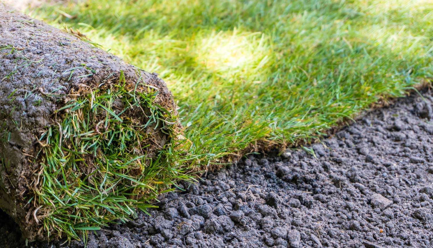 freshly laid sod yard