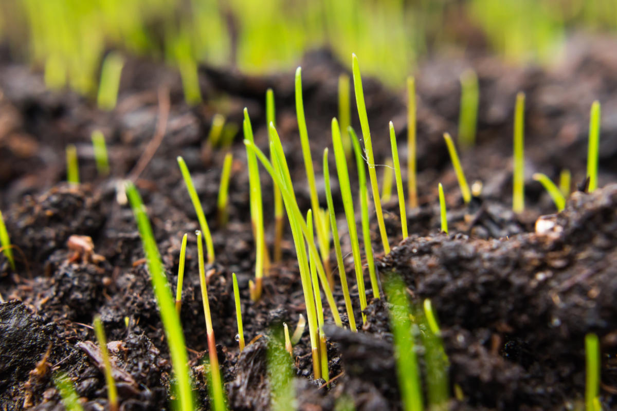 New grass sprouting up through the soil