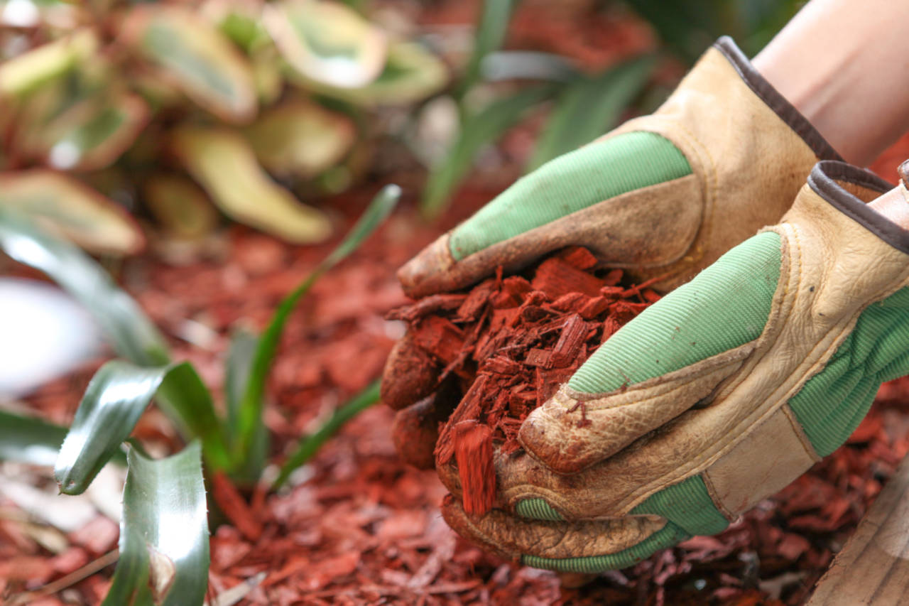 Fresh mulch being added to a landscaping bed