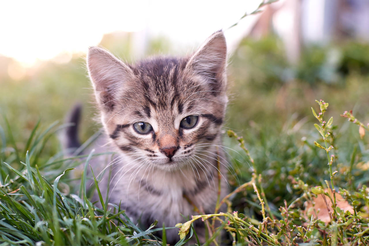 kittens age much more quickly than a human, especially in their first two years