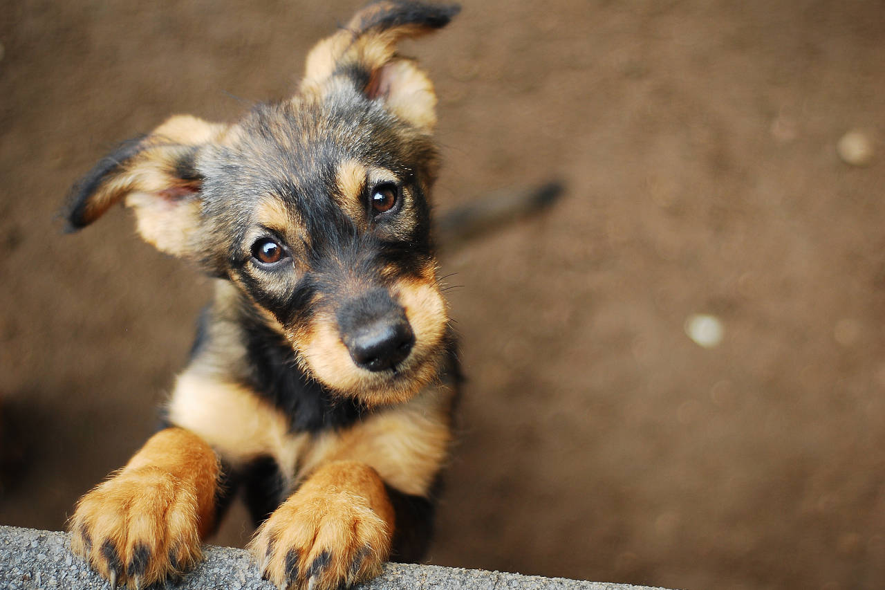 a young dog ages much more quickly than a human