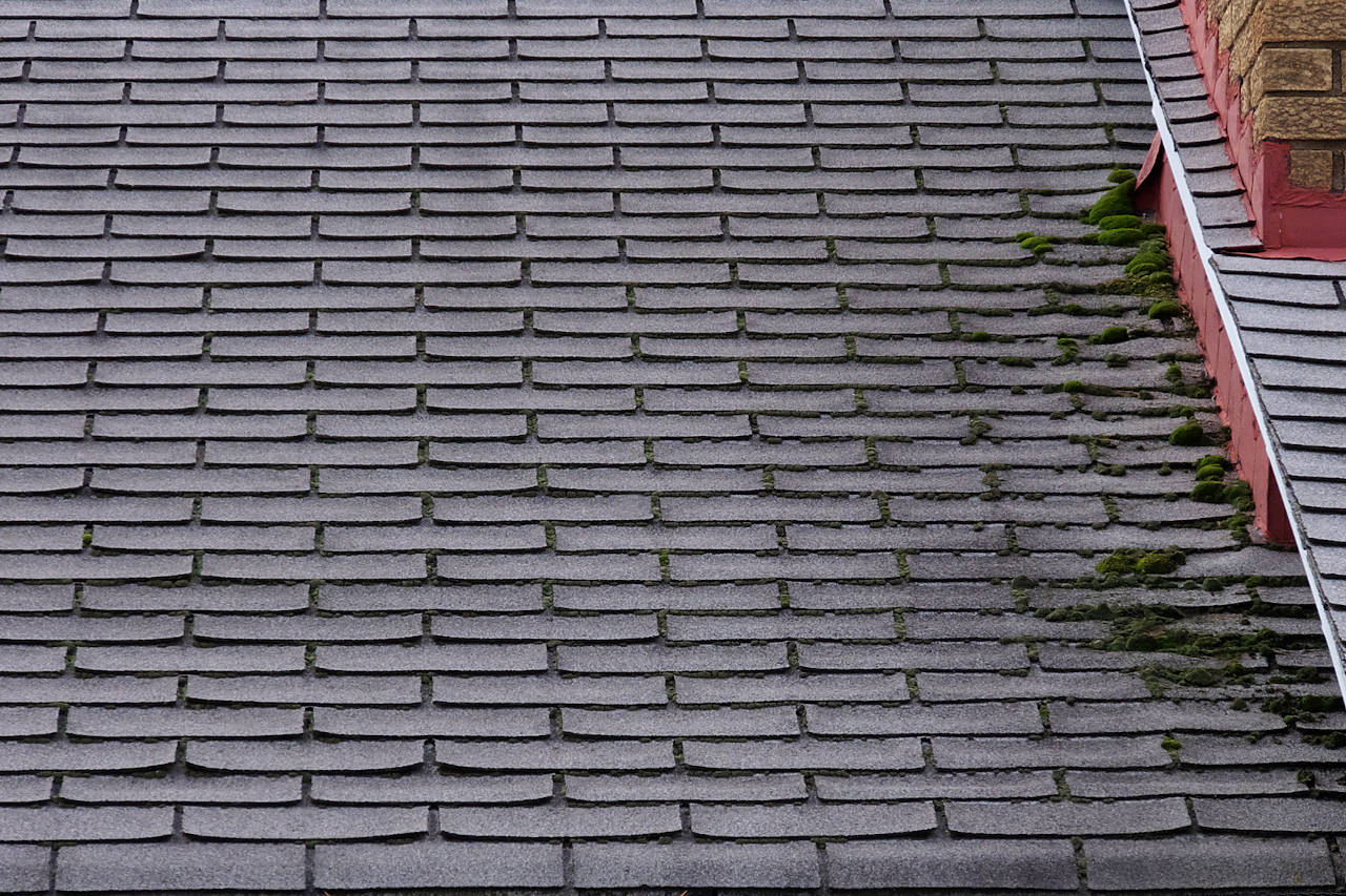 roof with moss growing on the shingles