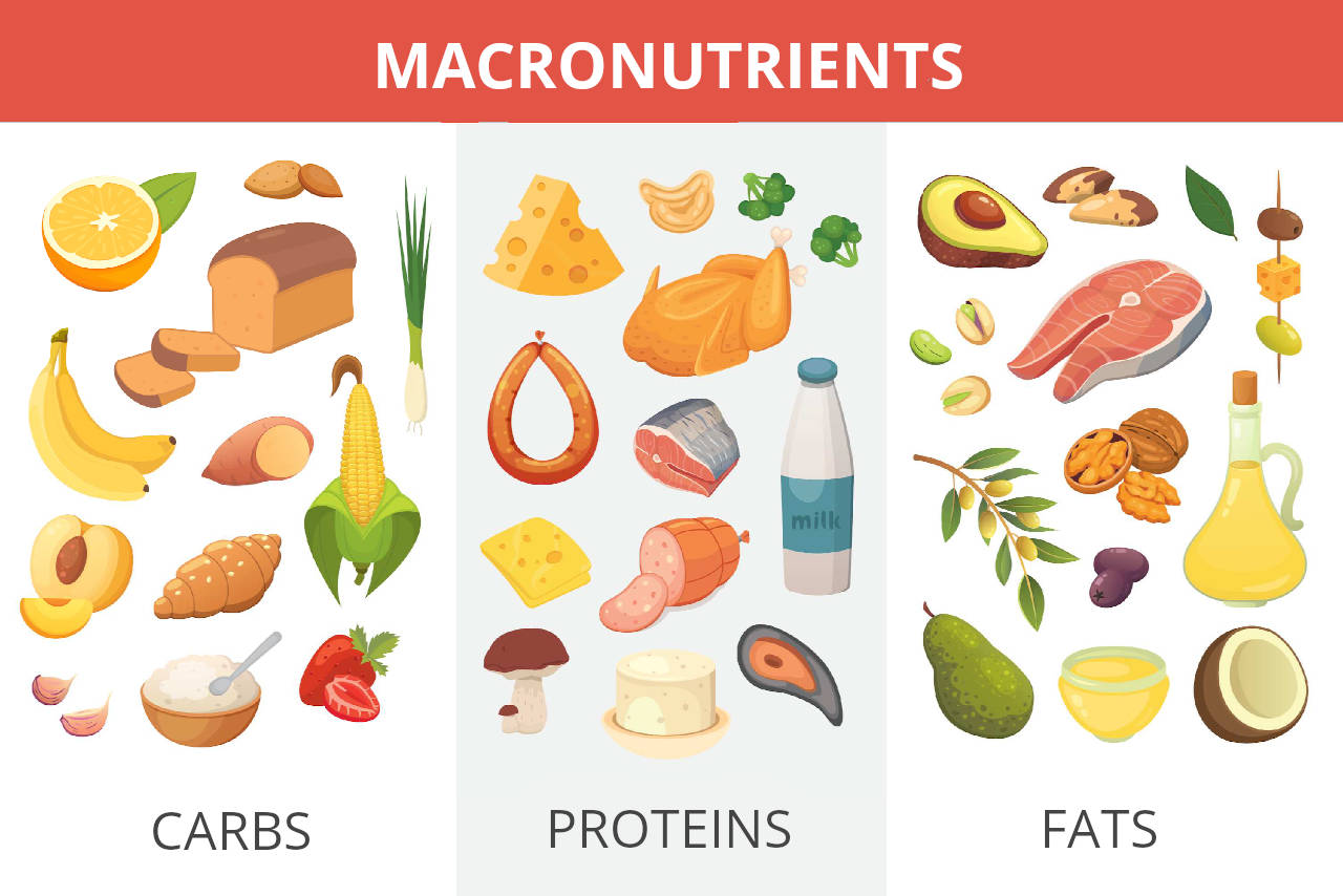 graphic showing common foods in each macro group: (carbs, proteins, fats)
