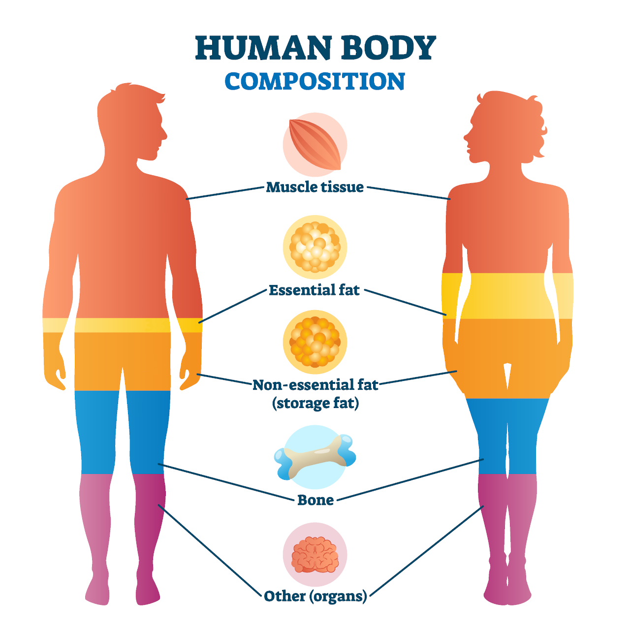 رسم بياني يوضح تكوين الجسم الصحي مع الدهون المثالية في الجسم والعضلات الخالية من الدهون والعظام والماء وكتلة الأعضاء