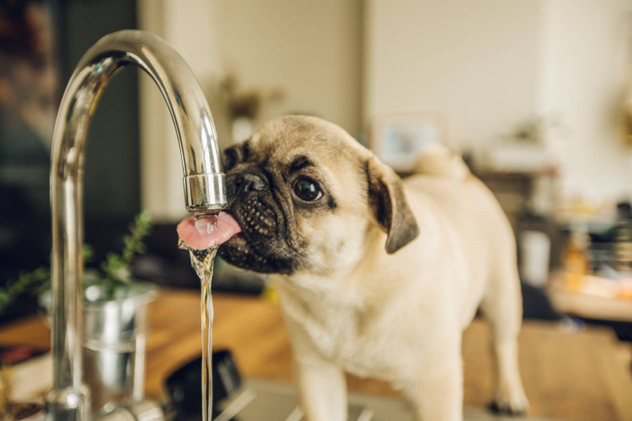 dog drinking water from the kitchen sink