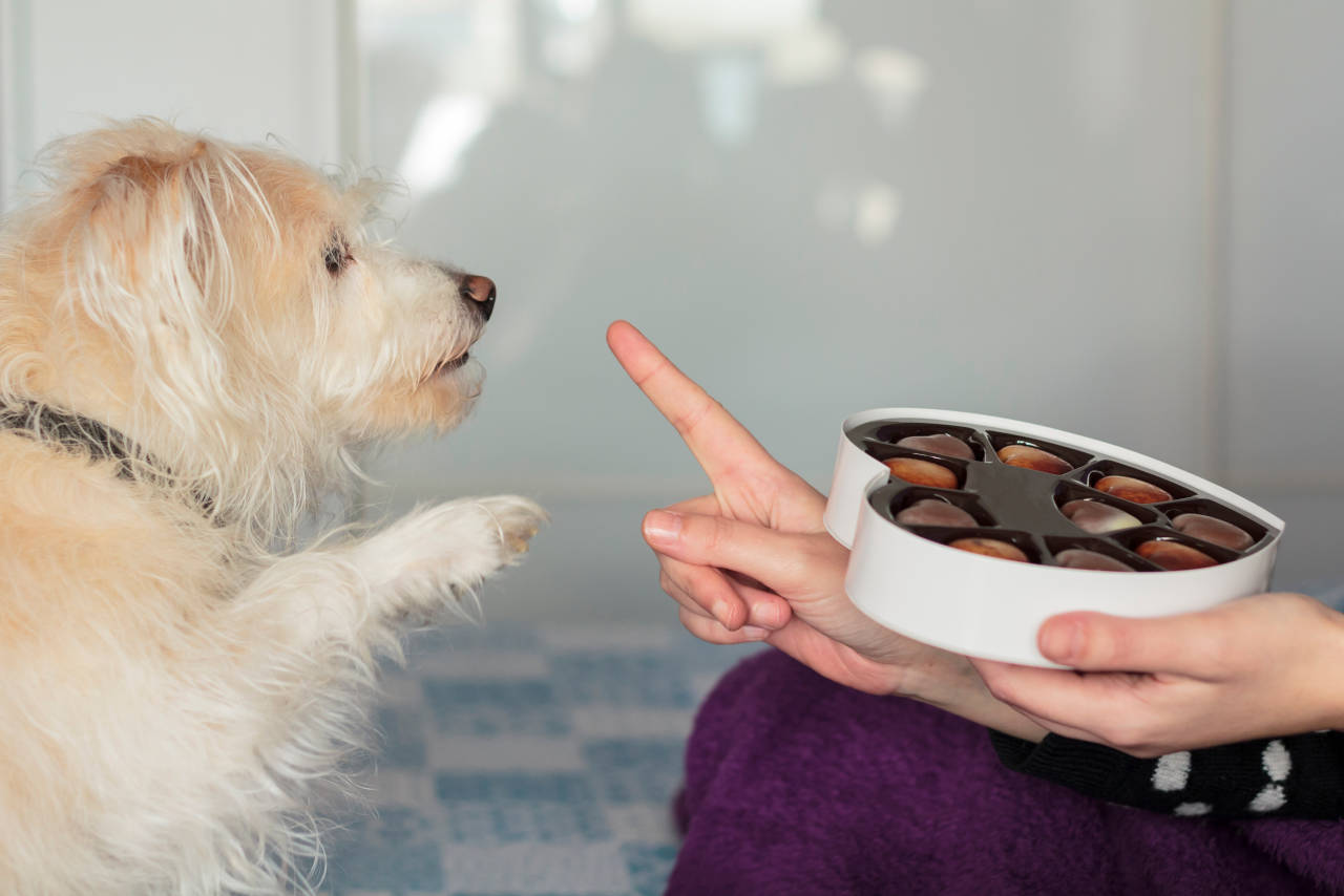 Dog trying to eat a box of chocolates