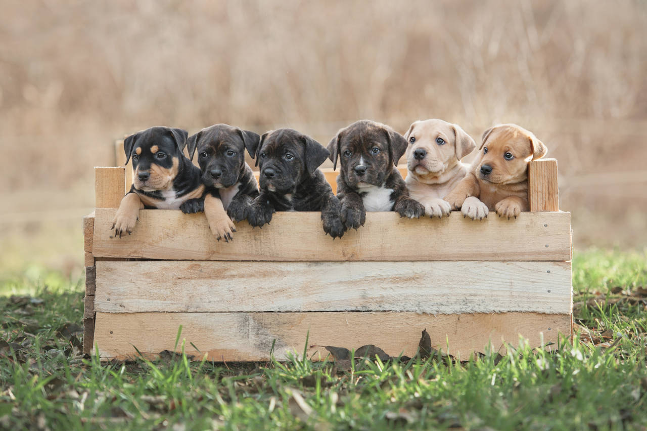 A litter of six puppies outside